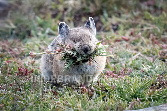 Pika