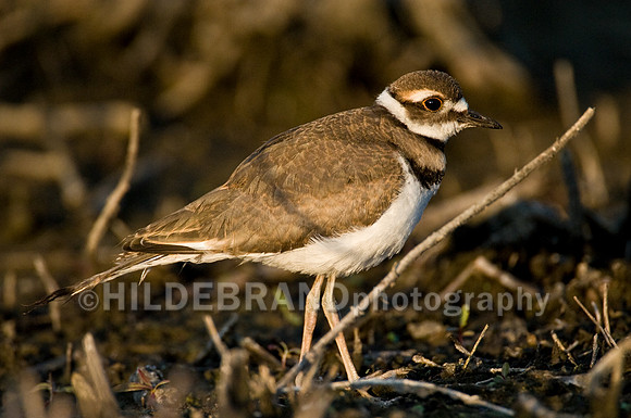 Killdeer