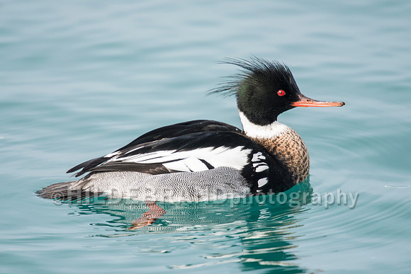Red-breasted Merganser