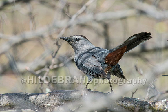 Gray Catbird
