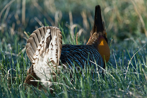 Greater Prairie Chicken
