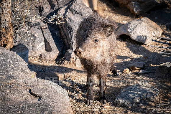 Javelina