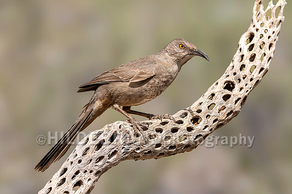 Curve-billed Thrasher