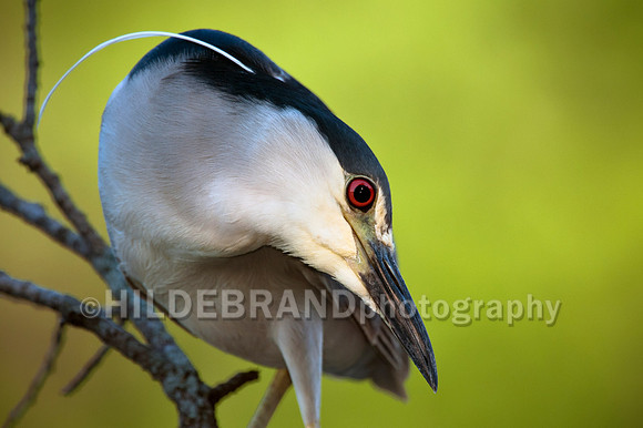 Hunting Posture