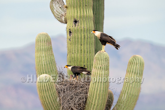 Crested Caracara