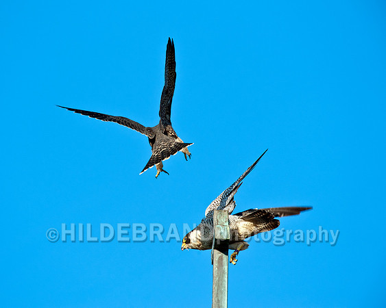 Offspring falcon showing hunger aggression towards mom
