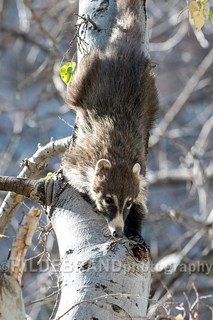 Coatimundi