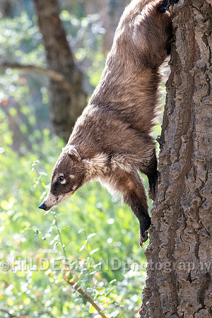Coatimundi