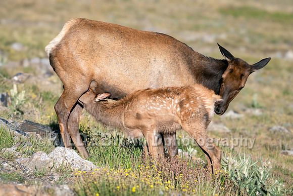 Elk cow and calf