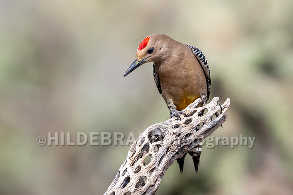 Gila Woodpecker