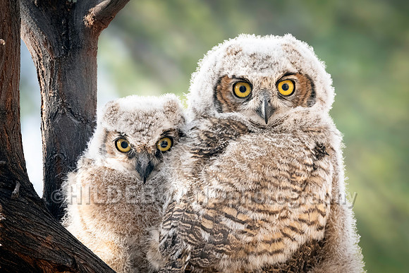 Shadow Ridge Owlets