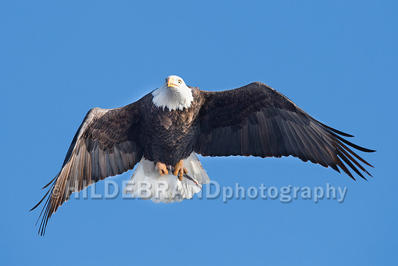 Bald Eagle