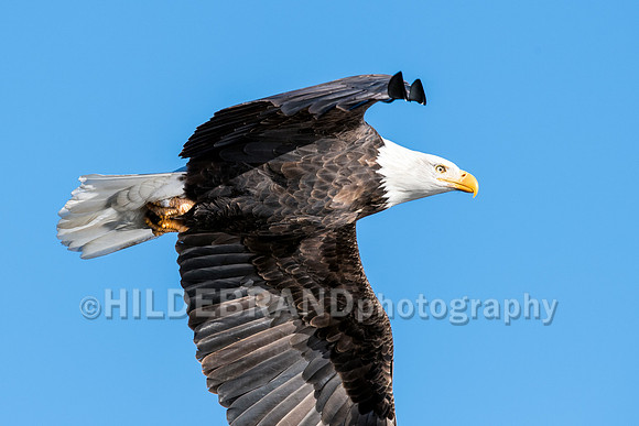Bald Eagle