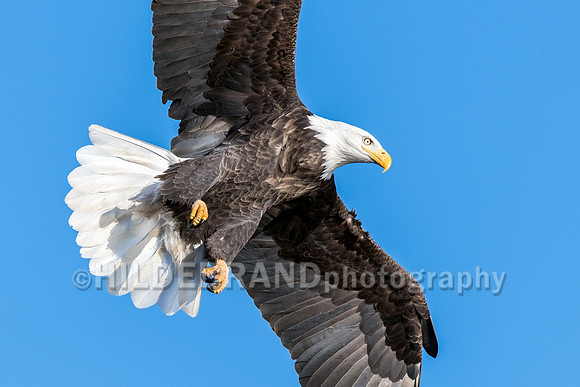 Bald Eagle