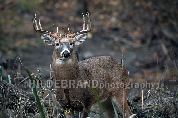 Whitetail Deer