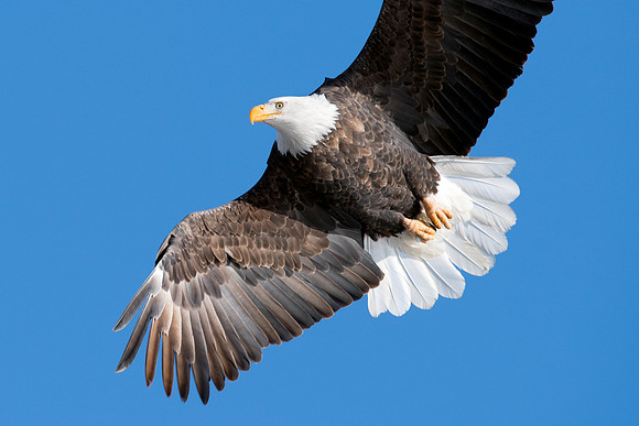 Bald Eagle