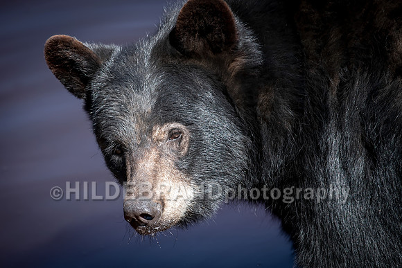 Black Bear
