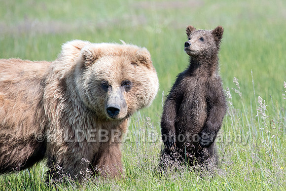 Hey mom...there’s another bear in the neighborhood.