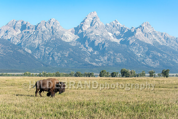 Lone bison along the Teton range