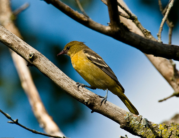 Baltimore Oriole