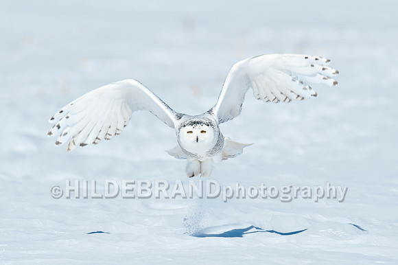 Snowy Owl