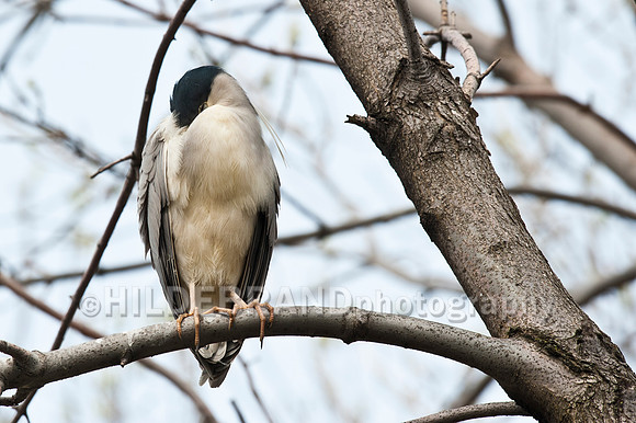 Sleeping Black-crowned Night Heron