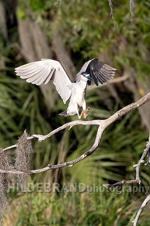 Black-crowned Night-Heron