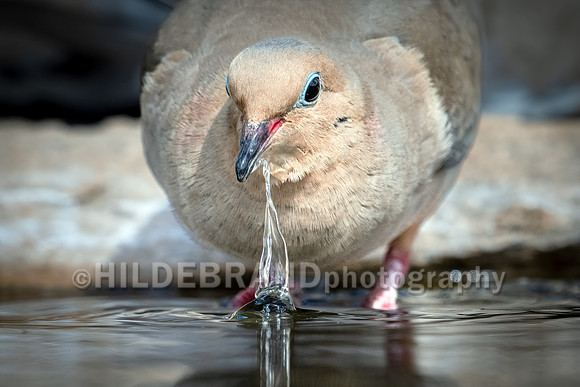 White-winged Dove