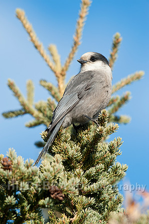 Gray Jay