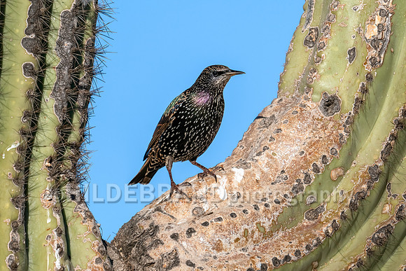European Starling