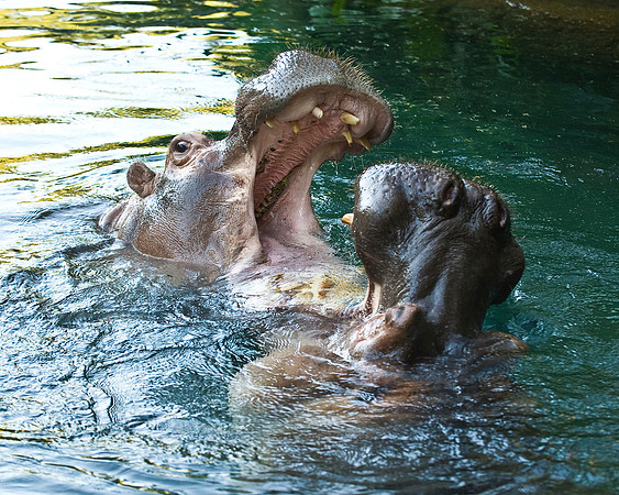 Two Hippopotamus Jousting