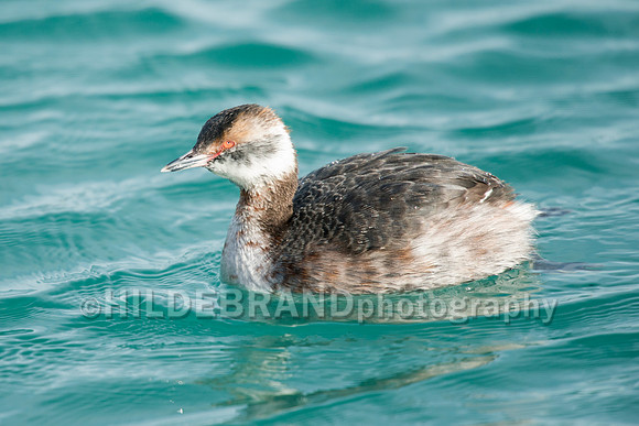 Horned Grebe