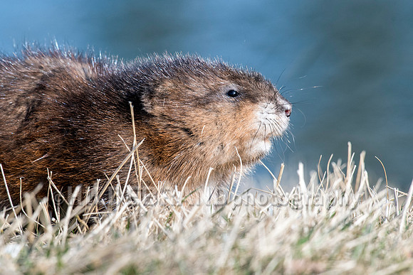 Muskrat Love