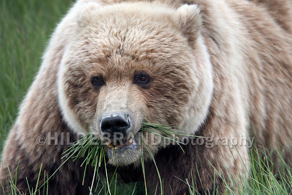 Spring Meal