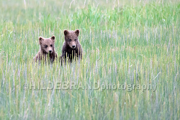 Sibling spring cubs