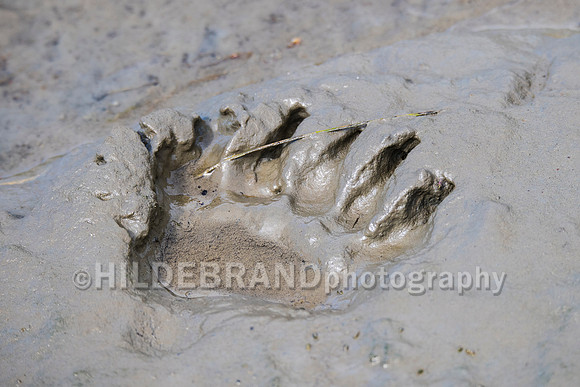 Walk among bears