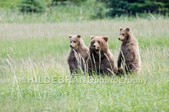 The Three Bears