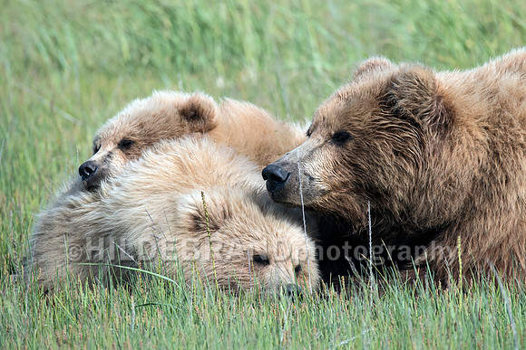 Relaxing in the meadow