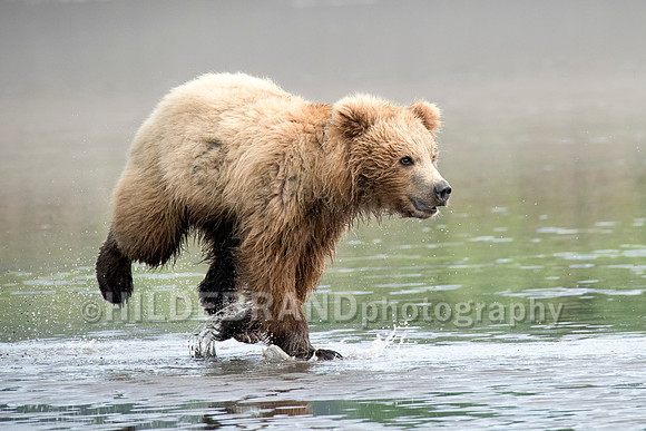 Running on water
