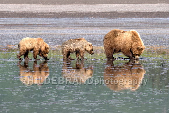 Bear Train