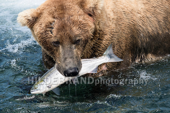 The Fisherman