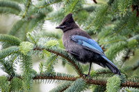 Steller's Jay