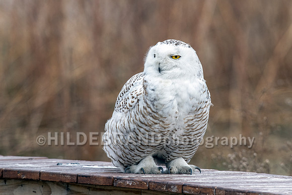 Snowy Owl Chicago