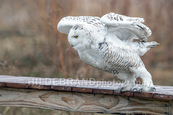 Snowy Owl Chicago