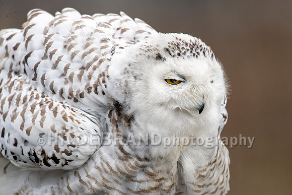 Snowy Owl Chicago