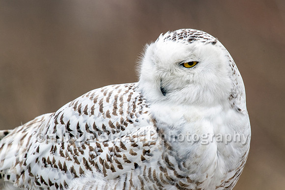 Snowy Owl Chicago