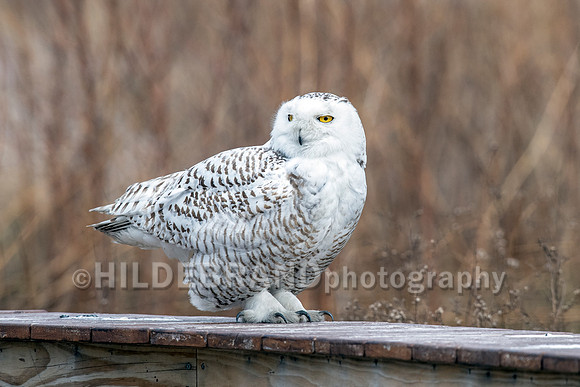 Snowy Owl Chicago