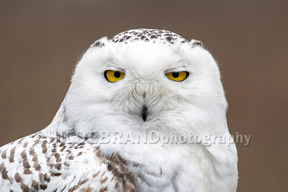 Snowy Owl Chicago