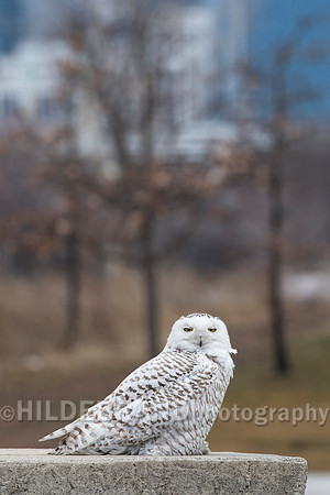 Snowy Owl Chicago