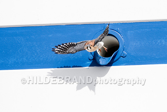 American Kestrel